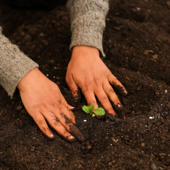 Hands planting a small green seedling into dark soil, symbolising growth and connection to nature.